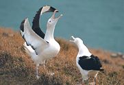  Royal Albatross Colony & Centre – Dunedin 