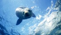  Seal Swim Kaikoura 